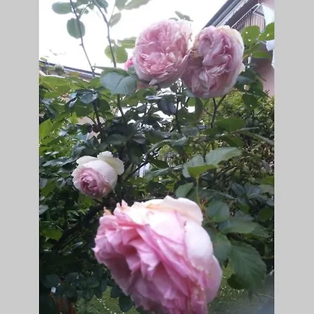 La Rosa Апартаменты